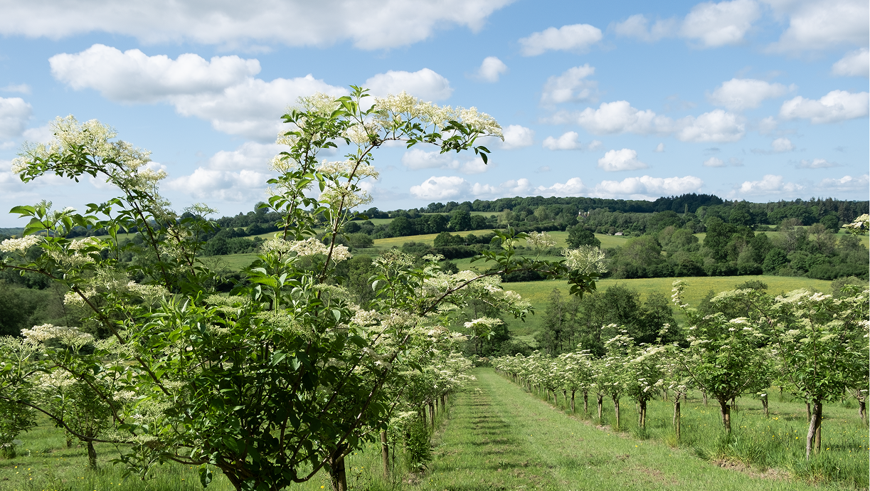 BBF_Landscapes_7 1.png