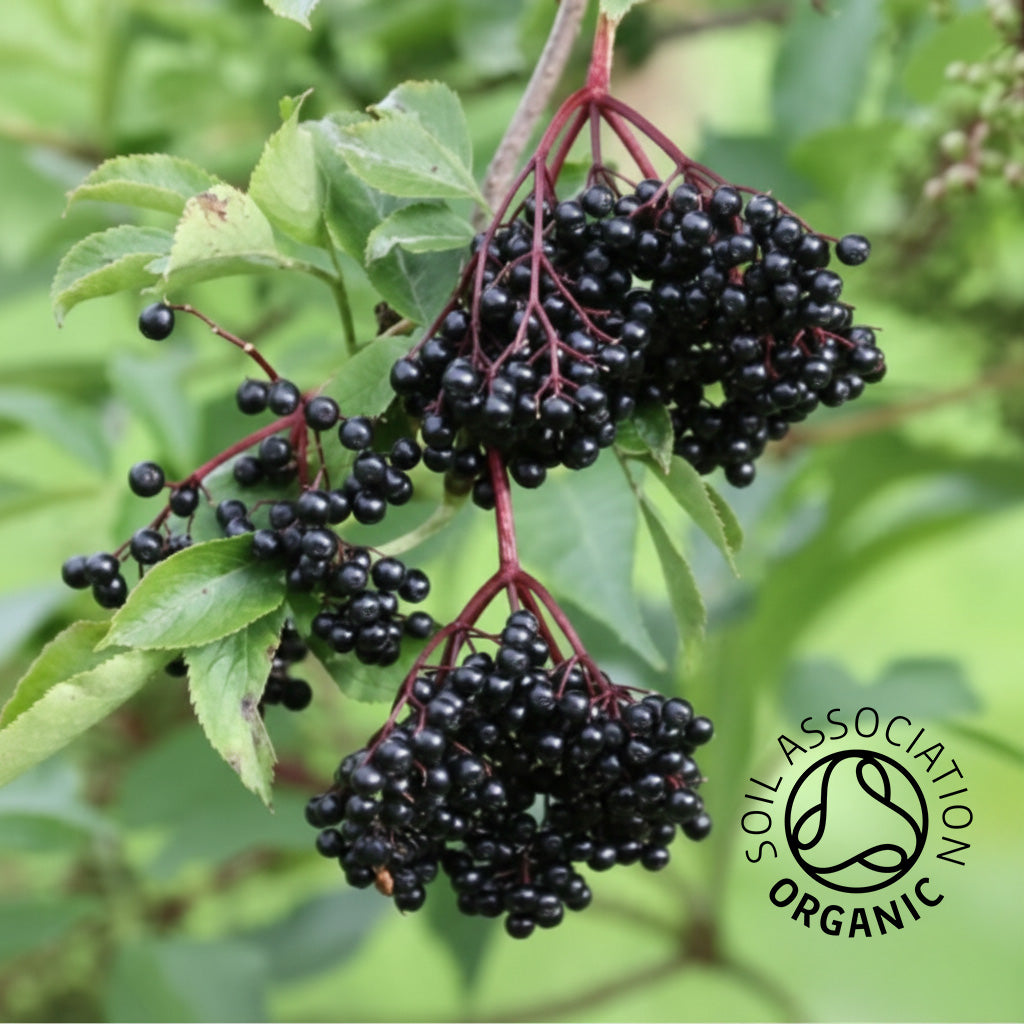 Organic Elderberries (delivered frozen)