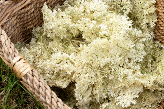 The countdown has begun: Elderflower season is soon here