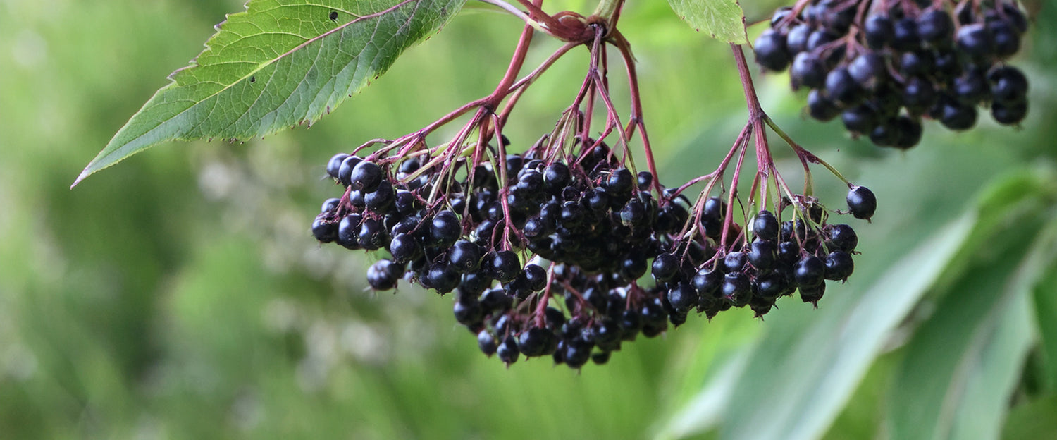 Elderberries
