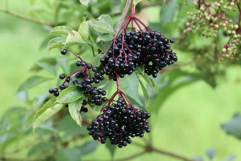 Dried Elderberries 100g