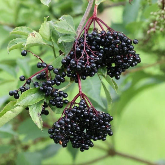 Elderberries (delivered frozen)