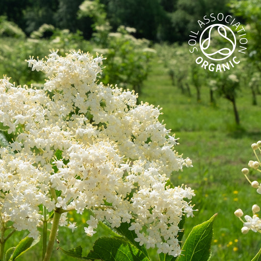 Organic Elderflowers